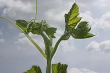 IMG_0775.webp