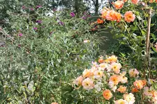 IMG_0832.webp
