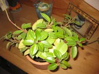 IMG_0932.webp
