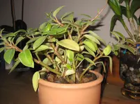 IMG_0934.webp
