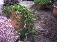 Malleblümchen.webp