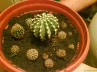 Kaktus neu 018.webp