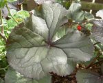 Oktober 2009 Gardenclub 021 v.jpg