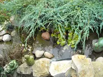 herbst am bachlauf.webp