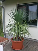 Yucca Palmlilie.webp