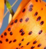 bilderrätsel.webp