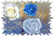 Rose im Winter.webp