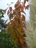 P1090388_450_600.webp