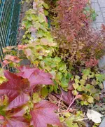 P1090397_498_600.webp
