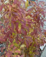 P1090398_490_600.webp
