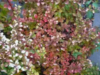P1090396_600_450.webp