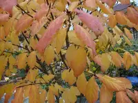 P1090374_600_450.webp