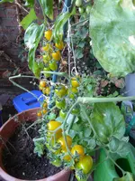 P1130801Gelbe chinesische Coctailtomate.webp