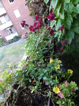 P1130805Blumenkasten.JPG