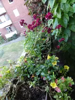 P1130805Blumenkasten.webp