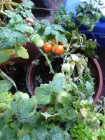 P1130810Vilma.webp