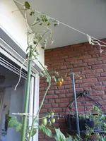P1130812Rote chinesische Coctailtomate.webp