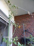 P1130812Rote chinesische Coctailtomate.JPG