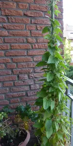P1130807Susannen links.webp