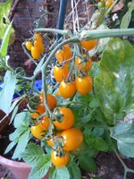 P1130926Gelbe chinesische Coctailtomate.webp