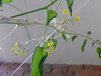 P1130927Gelbe chinesische Coctailtomate.webp