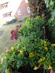 P1130928Blumenkasten.JPG