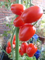 P1130936Rote chinesische Coctailtomate.webp