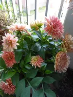 P1130930Dahlie.webp