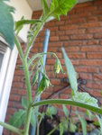 P1130934Goldene Königin.JPG