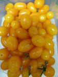 P1130945Gelbe chinesische Coctailtomate.JPG