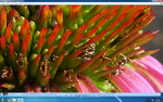 Ameisen_ecinacea.png