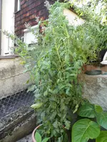 SAM_1300.webp