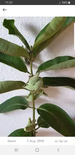 Screenshot_20190819-115733_Plantnet.webp