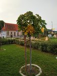 IMG_20190825_200052.jpg
