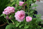 Rose Hl.Elisabeth 0319.JPG