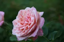 Rose Mark1419.webp