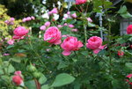 Rose Leonardo da Vinci0419.JPG