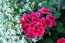 Terasse   4019.webp
