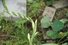 DSC08266.webp