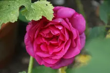 DSC08268.webp