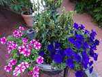 DSC00606.JPG