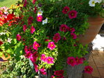 DSC00610.JPG