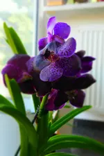 DSC_0113.webp