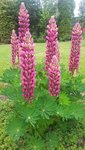 20190531_122844.jpg