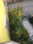 IMG_8473.JPG