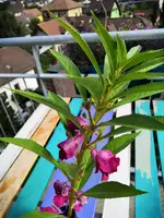 WhatsApp Image 2019-08-29 at 13.28.32.webp