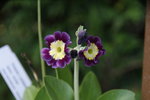 DSC08271.JPG