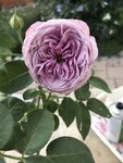 2019-08-26_19-13-06_Lavender Ice.JPG