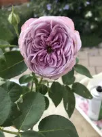 2019-08-26_19-13-06_Lavender Ice.JPG
