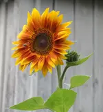 SAM_1306a.webp